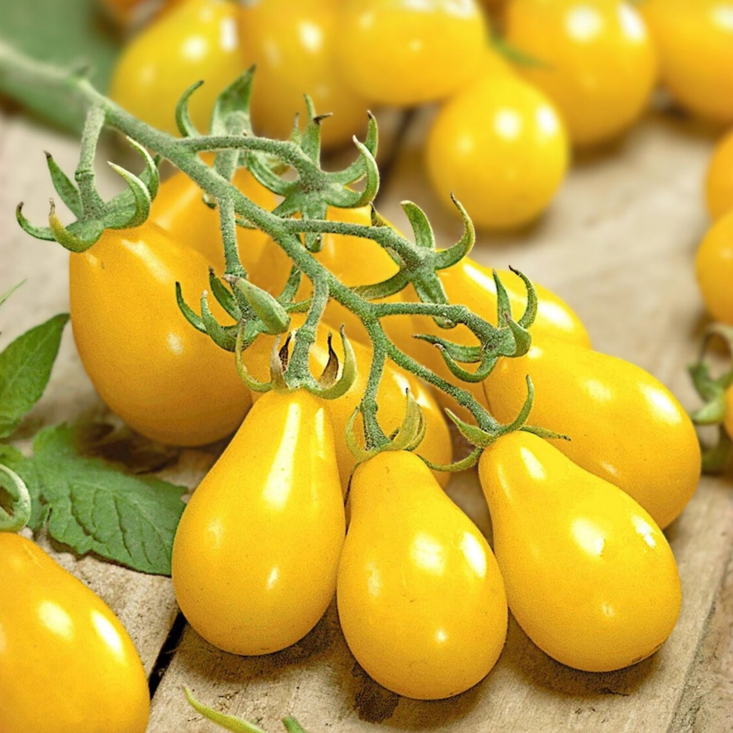 Organic Yellow Pear Cherry Tomato Seeds 40 Pack Heirloom Live Plant Starter Bare Root Grown in USA Free Shipping