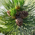 Loblolly Pine Tree Live Plant 12-16 Inches Pinus taeda Bare Root Starter Tree USA Grown Zones 5-9
