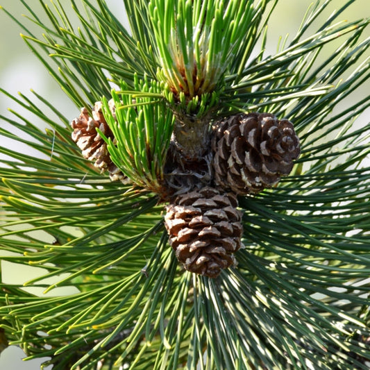 Loblolly Pine Tree Live Plant 12-16 Inches Pinus taeda Bare Root Starter Tree USA Grown Zones 5-9