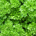 Heirloom Parsley Seeds Triple Curled Non-GMO Culinary Herb Petroselinum crispum 25+ Seeds Live Plant Cutting