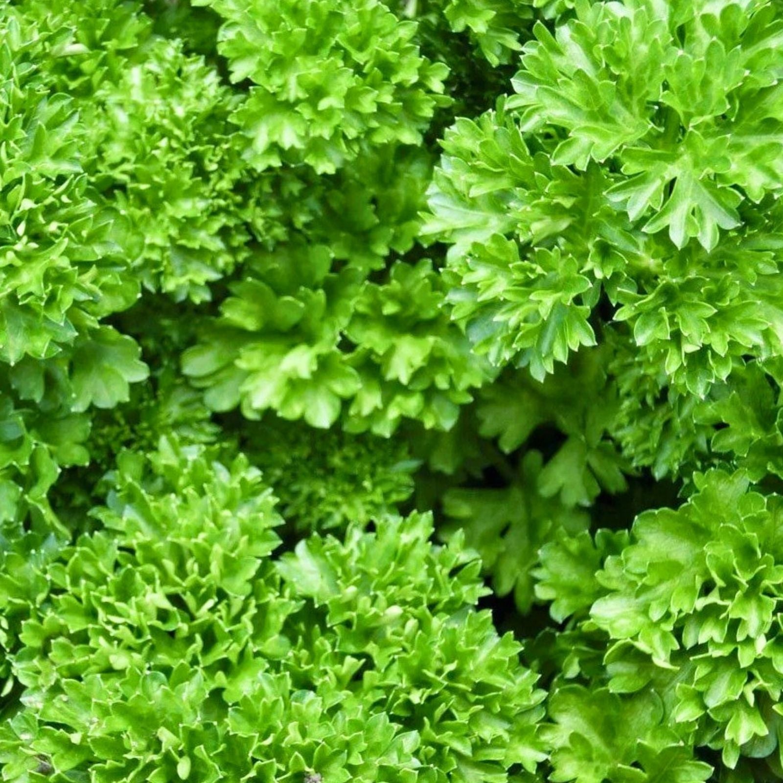 Heirloom Parsley Seeds Triple Curled Non-GMO Culinary Herb Petroselinum crispum 25+ Seeds Live Plant Cutting