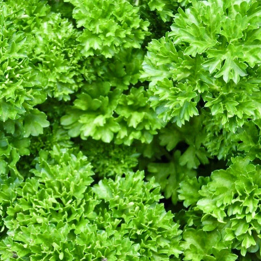Heirloom Parsley Seeds Triple Curled Non-GMO Culinary Herb Petroselinum crispum 25+ Seeds Live Plant Cutting