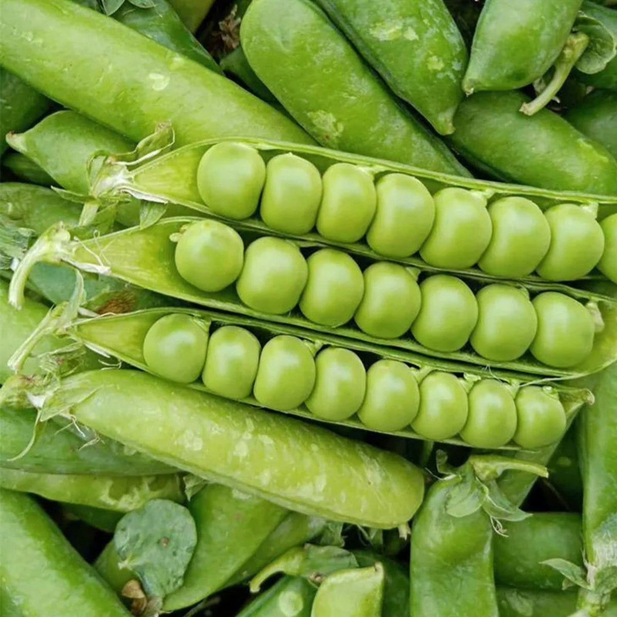 Heirloom Lincoln Peas Seeds - 100+ Non-GMO Vegetable Seeds for Home Gardening - Pisum sativum