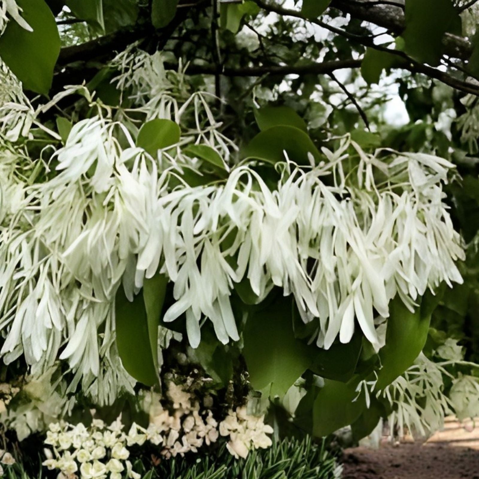 White Fringe Tree Seeds 30 Pack – Chionanthus virginicus Old M Variety, Bare Root Tree Seeds for Gardening and Landscaping
