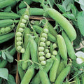 Early Alaska Pea Seeds 500+ Heirloom Non-GMO Garden Vegetable Plant Starter, Pisum sativum