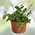 Hoya Rooted Cuttings Chelsea Sigillatis Lisa Tropical Houseplants Indoor Gardening Live Plant