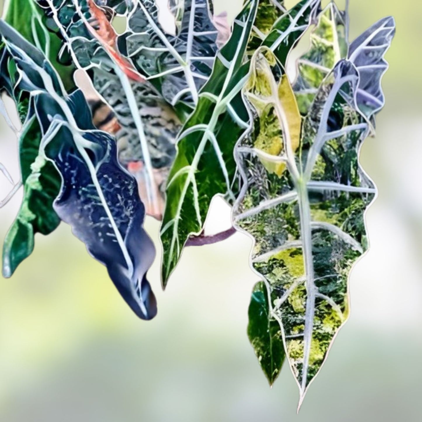 Rare Variegated Alocasia Sanderiana Bull Aurea Corm – Tropical Houseplant, Live Collector’s Starter Plant, Indoor Plant, Unique Foliage
