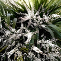 Blue Dracaena Seeds 15 Count, Cordyline indivisa 'Lil' Palm', Evergreen Tropical Houseplant Seeds, Blue-Hued Live Plant Cuttings