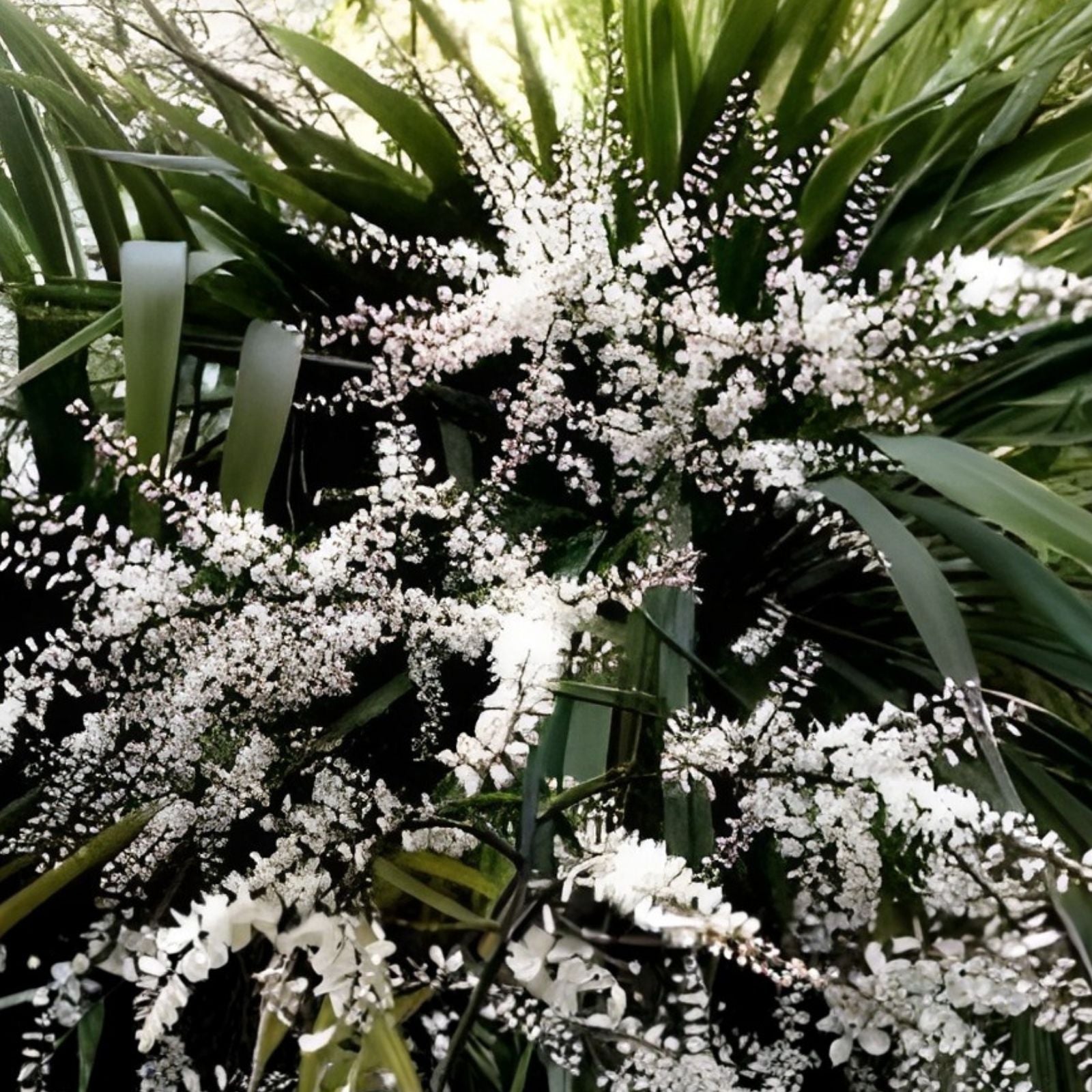 Blue Dracaena Seeds 15 Count, Cordyline indivisa 'Lil' Palm', Evergreen Tropical Houseplant Seeds, Blue-Hued Live Plant Cuttings