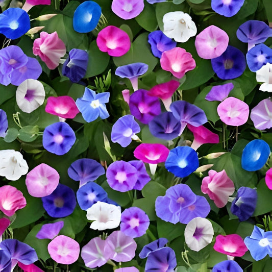 Morning Glory Seeds Climbing Vine, Flowering Plant, Garden Seeds, Ipomoea spp., Live Plant, Cutting, Starter Plant, Fast Growing