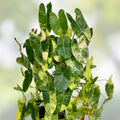 Philodendron Burle Marx Cuttings 3 Varieties Indoor Houseplant Propagation Plant