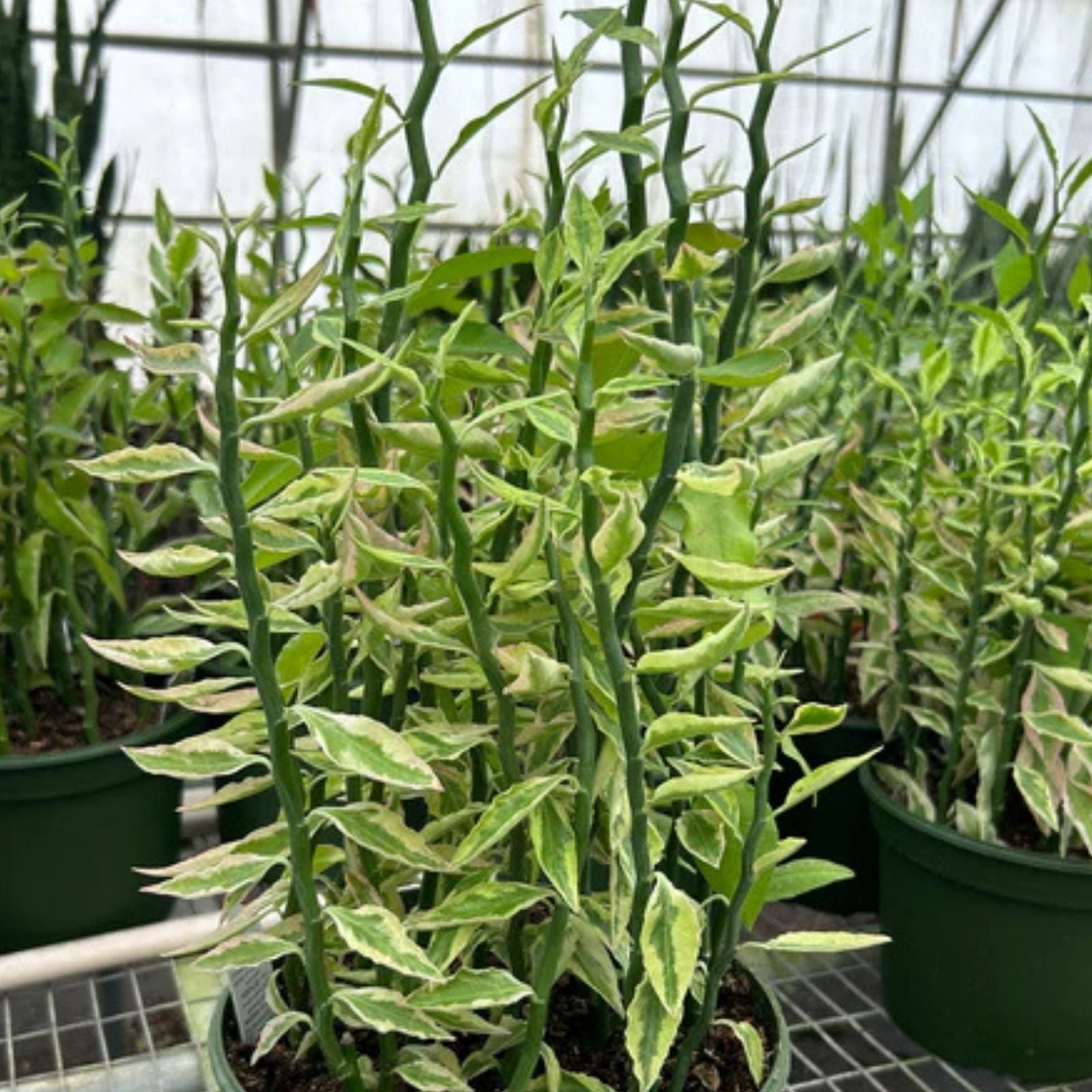 Devil's Backbone Plant Cuttings - 2 Fresh Euphorbia Tithymaloides Clippings - Succulent Indoor Plant - Easy Care, Live Plant, Garden Gift