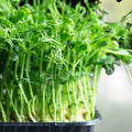 Dundale Pea Sprouting Seeds 4oz Organic Non-GMO Microgreens Grow Kit Pisum sativum Houseplant Starter
