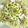 Live Succulent Plant Cutting - Aeonium Variegated Maybach - 3.5-inch Indoor Decor, Terrarium Plant, Gift Ready, Easy to Grow