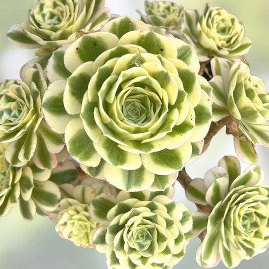 Live Succulent Plant Cutting - Aeonium Variegated Maybach - 3.5-inch Indoor Decor, Terrarium Plant, Gift Ready, Easy to Grow