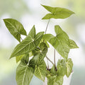 15 Rooted Tropical Plant Cuttings – Ferns, Pothos, Arrowhead Vine – Indoor Houseplants for Easy Care and Green Decor