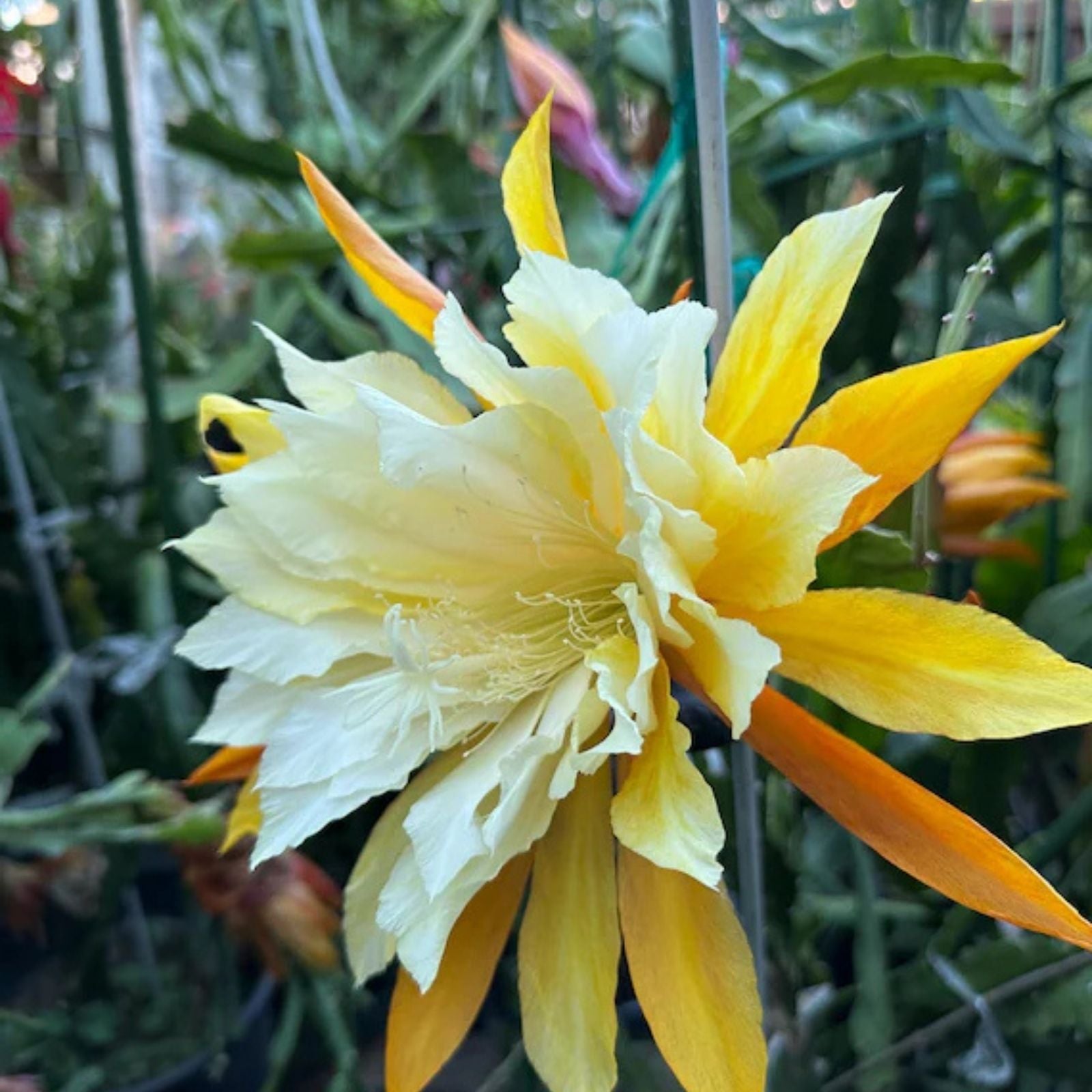 Epiphyllum Cuttings 8-10 Inches Clarity's Marika Unrooted Exotic Cactus Plant - Fast Growing