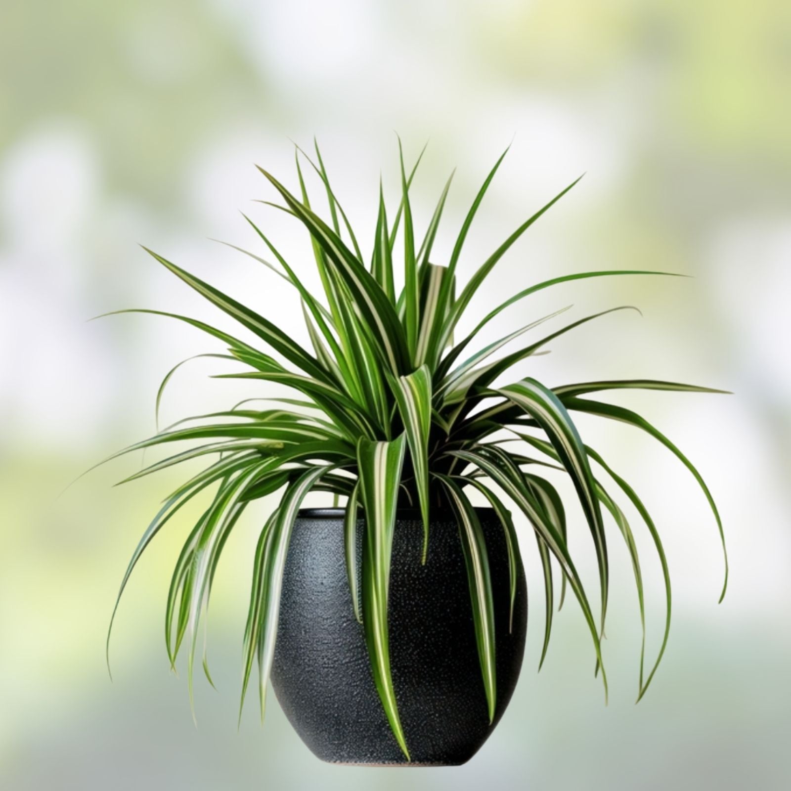 Rooted Spider Plant Babies 4-Pack | Chlorophytum comosum Indoor Houseplants, Easy Care, Starter Plants, Live Plant, Houseplant
