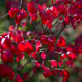 Dwarf Burning Bush Sapling - 3 Bare Root Hardy Shrubs for Privacy Hedge - Euonymus alatus - Ornamental Landscaping Plants