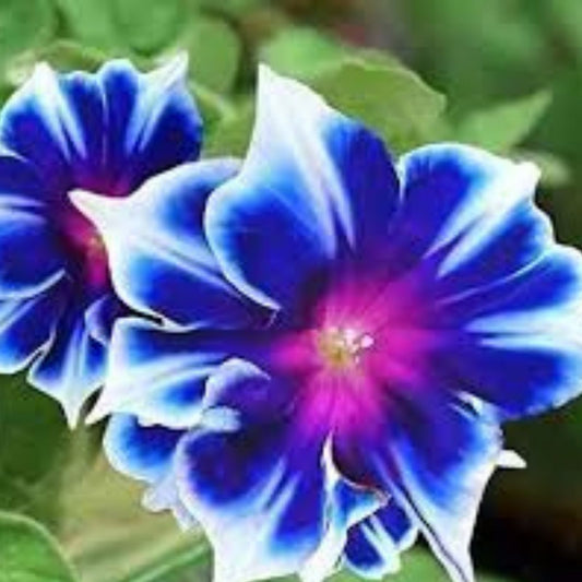 Morning Glory Seeds 100 Count – Blue & White Varieties – Ipomoea tricolor Flower Seeds for Climbing Vines, Garden, Fast Growing, Easy to Grow