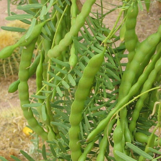 Honey Mesquite Seed Pods 10 Pack Drought Tolerant Legume Prosopis glandulosa Live Plant or Seedling