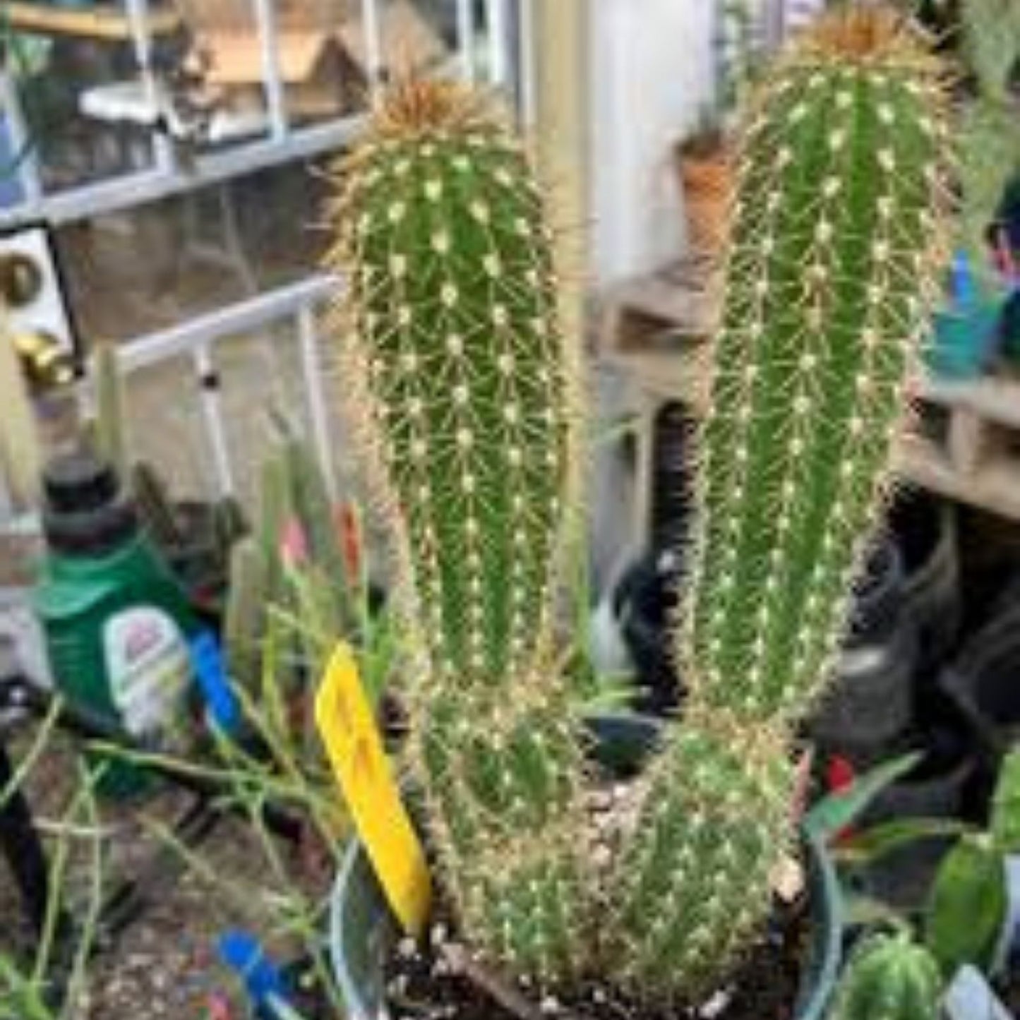 Weberocereus Tonduzii Cactus Cutting - Live Succulent Plant for Propagation, Houseplant, Exotic Desert Plant
