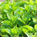 Peppermint Seeds 500+ Heirloom Non-GMO Aromatic Herb Mentha × piperita for Gardening & Cooking