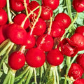 Heirloom Radish Seeds Champion Variety Non-GMO Raphanus sativus Garden Planting 500+ Starter Plant Cutting