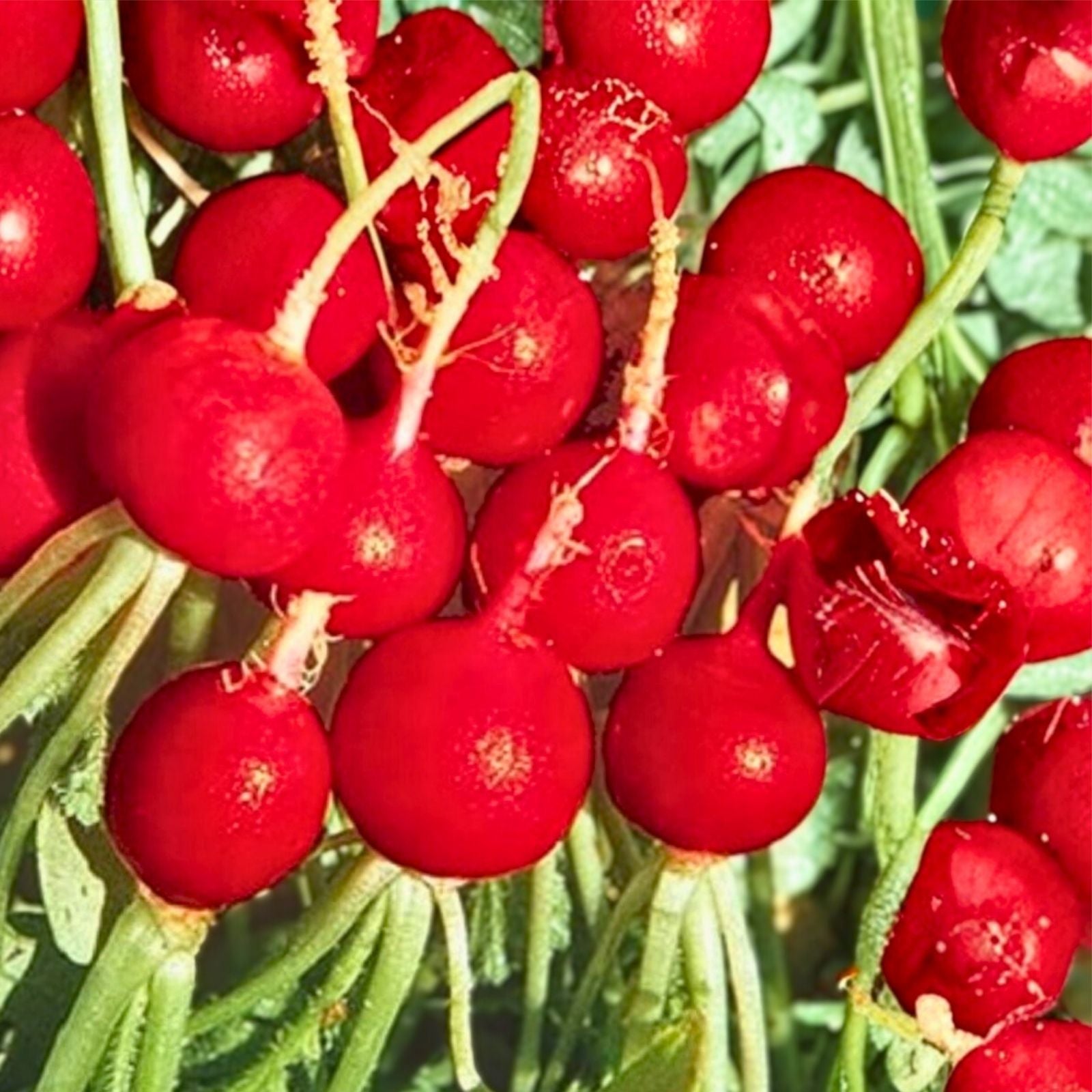 Heirloom Radish Seeds Champion Variety Non-GMO Raphanus sativus Garden Planting 500+ Starter Plant Cutting