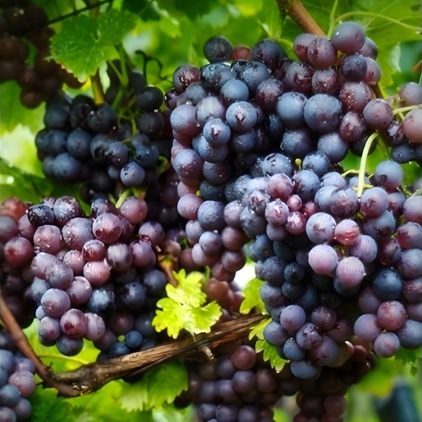 Jupiter Seedless Table Grape Cuttings - 5 Pcs - Vitis labrusca - US Seller - Fresh, Healthy Fruit Vine Propagation