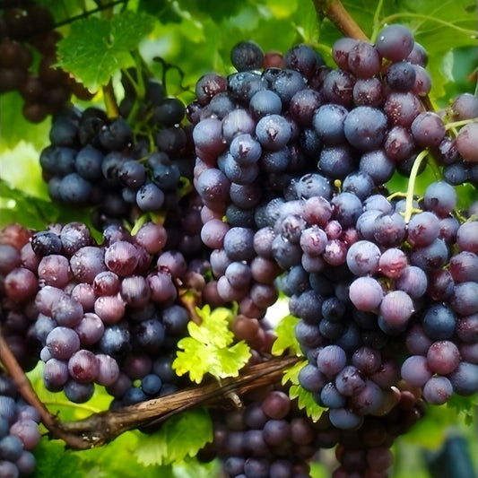 Jupiter Seedless Table Grape Cuttings - 5 Pcs - Vitis labrusca - US Seller - Fresh, Healthy Fruit Vine Propagation