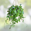 Hoya Fungii Cuttings – 4 Rooted Hoya carnosa Indoor Houseplants – Easy Care Green Foliage Plant Starter