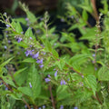 Skullcap Herb Seeds, Scutellaria lateriflora, Medicinal Plant, Live Herb Seeds for Tea & Remedies, Herbal Starter Plant, USA Seller