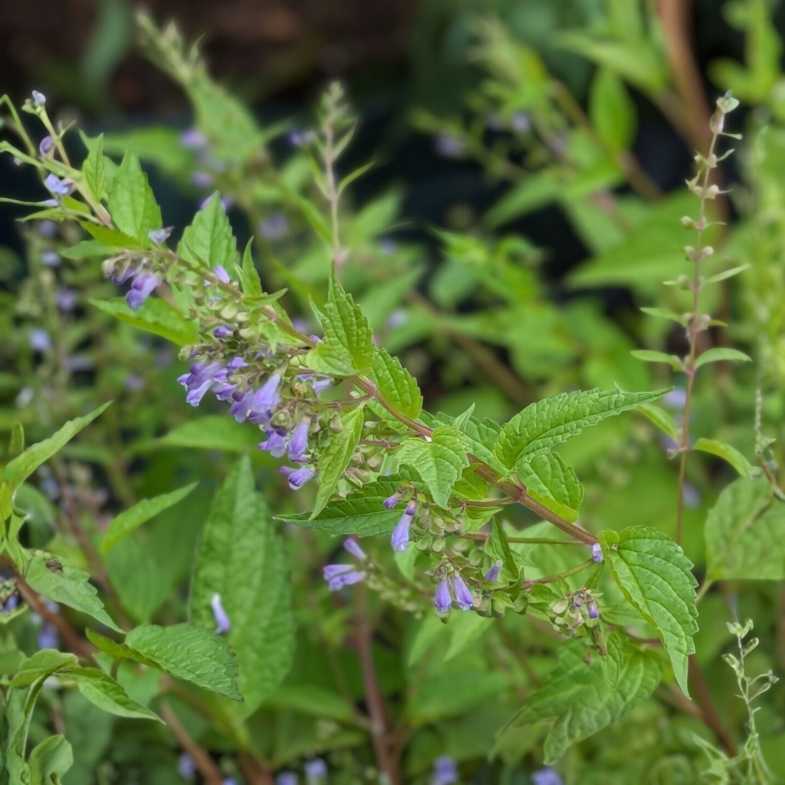 Skullcap Herb Seeds, Scutellaria lateriflora, Medicinal Plant, Live Herb Seeds for Tea & Remedies, Herbal Starter Plant, USA Seller