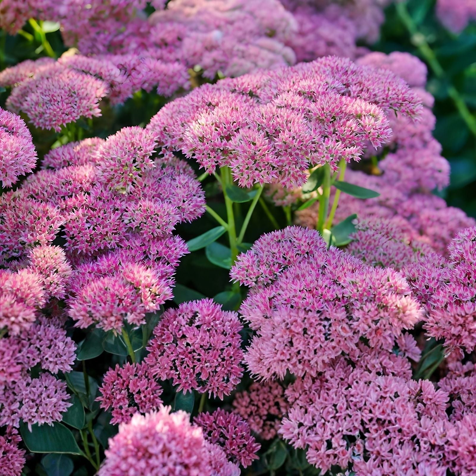 Sedum Cutting Autumn Joy 1pc Hardy Succulent Plant Stonecrop Perennial for Garden Landscaping Easy Care