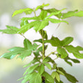 Schefflera Plant in 3-4 Inch Pot, Amate Soleil Variety, Indoor Houseplant, Schefflera actinophylla, Easy to Grow
