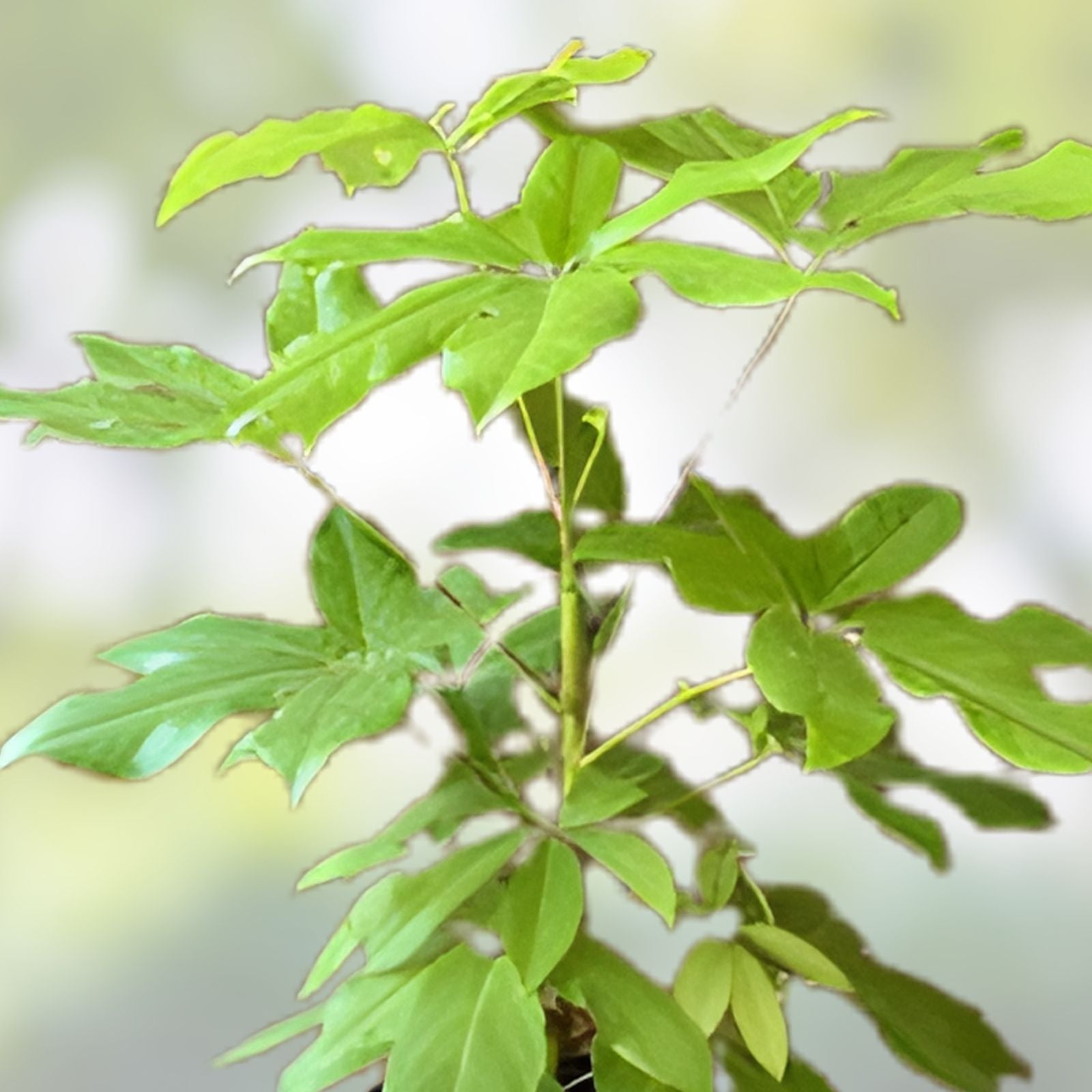 Schefflera Plant in 3-4 Inch Pot, Amate Soleil Variety, Indoor Houseplant, Schefflera actinophylla, Easy to Grow
