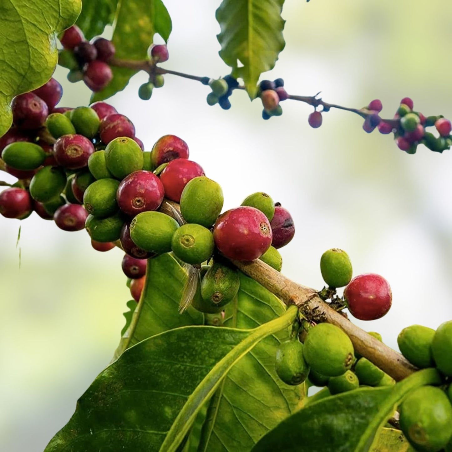 Coffee Seeds for Planting – Organic Coffea Arabica – Grow Your Own Coffee Beans – 20 Live Plant Seeds – Fast Shipping