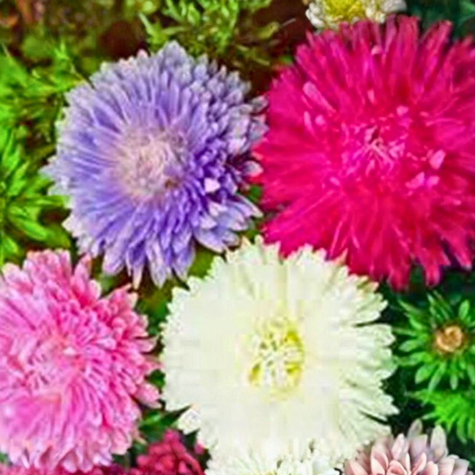 Aster Seeds Giants of California Bright Blooms Perennial Flower Seeds 100 Count for Garden Planting