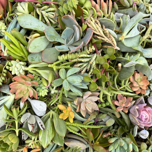 Assorted Succulent Cuttings 20 Pieces | 18 Varieties Live Plants for Planting, Home Decor, Arranging