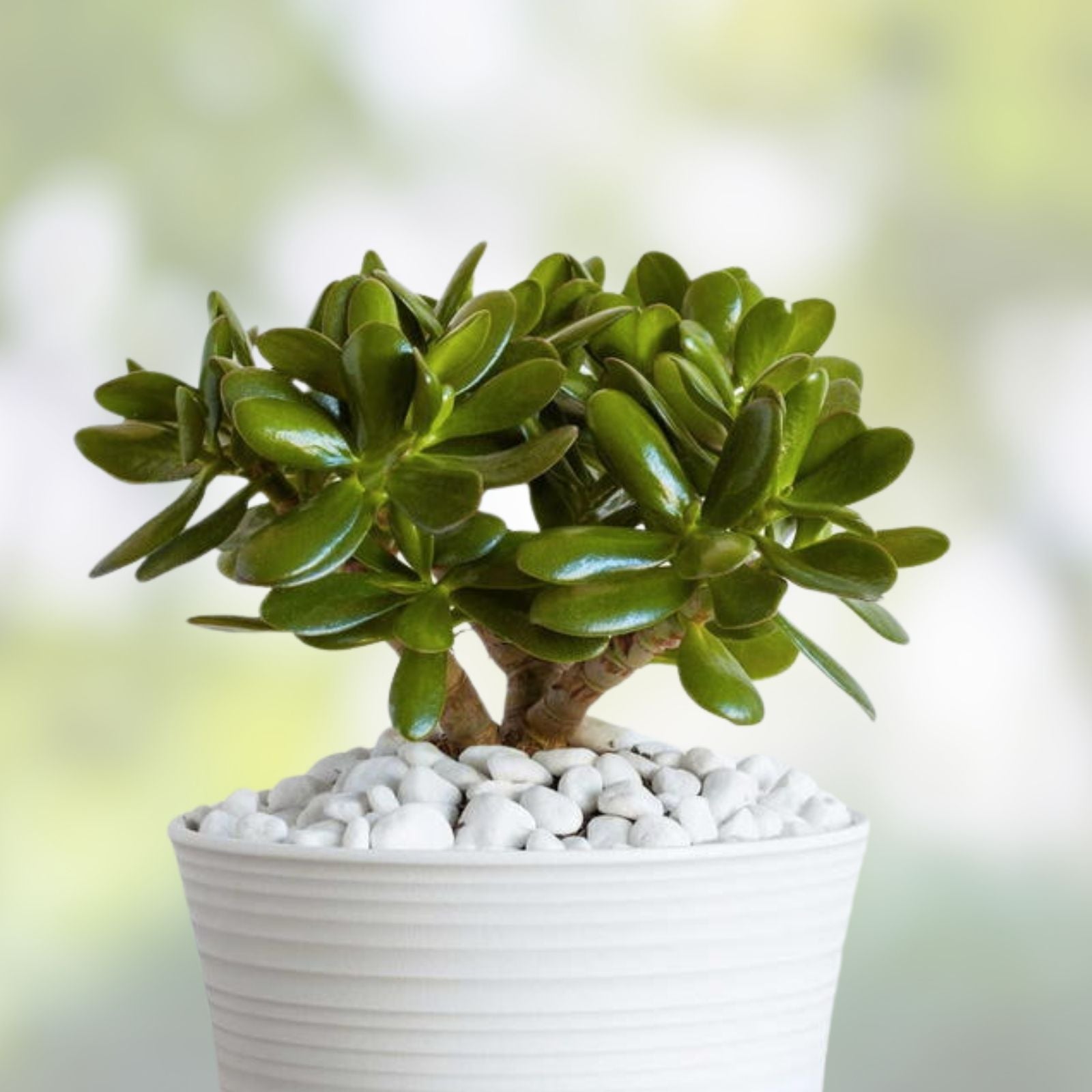Jade Plant Cuttings 8 Inches Deep Green Crassula Ovata Succulent - Indoor Houseplant, Easy Care, Live Plant, Gardening Gift