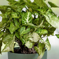 15 Wandering Jew, Arrowhead Vine, Pothos rooted plant cuttings - Tradescantia zebrina, Syngonium podophyllum, Epipremnum aureum