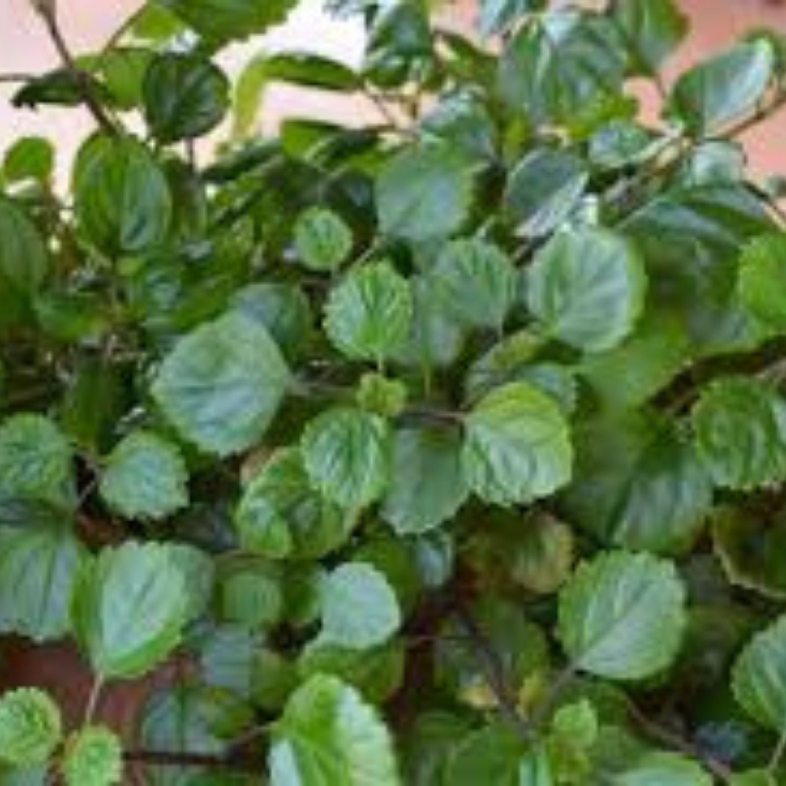 Plectranthus Swedish Ivy Assorted Rooted Starter Plants - Indoor Houseplants for Low Light & Easy Care