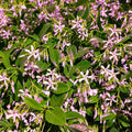 Pink Star Jasmine Cuttings 16 Pieces – Fragrant Climbing Vine, Trachelospermum jasminoides, Garden Plant, Live Starter Plant