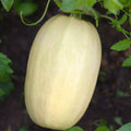 Organic Spaghetti Winter Squash Seeds 10 Pack Cucurbita pepo Heirloom Non-GMO Vegetable Seeds USA Grown