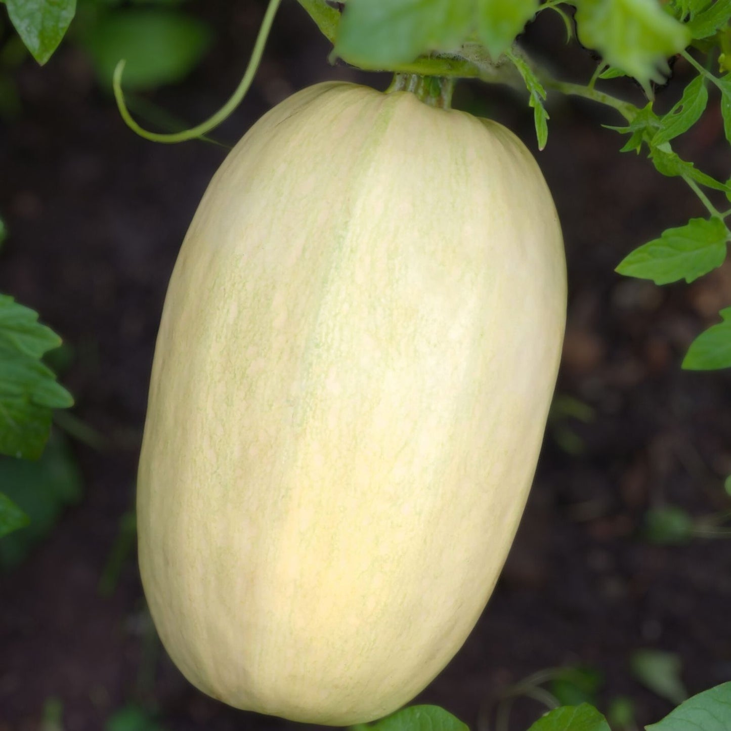 Organic Spaghetti Winter Squash Seeds 10 Pack Cucurbita pepo Heirloom Non-GMO Vegetable Seeds USA Grown