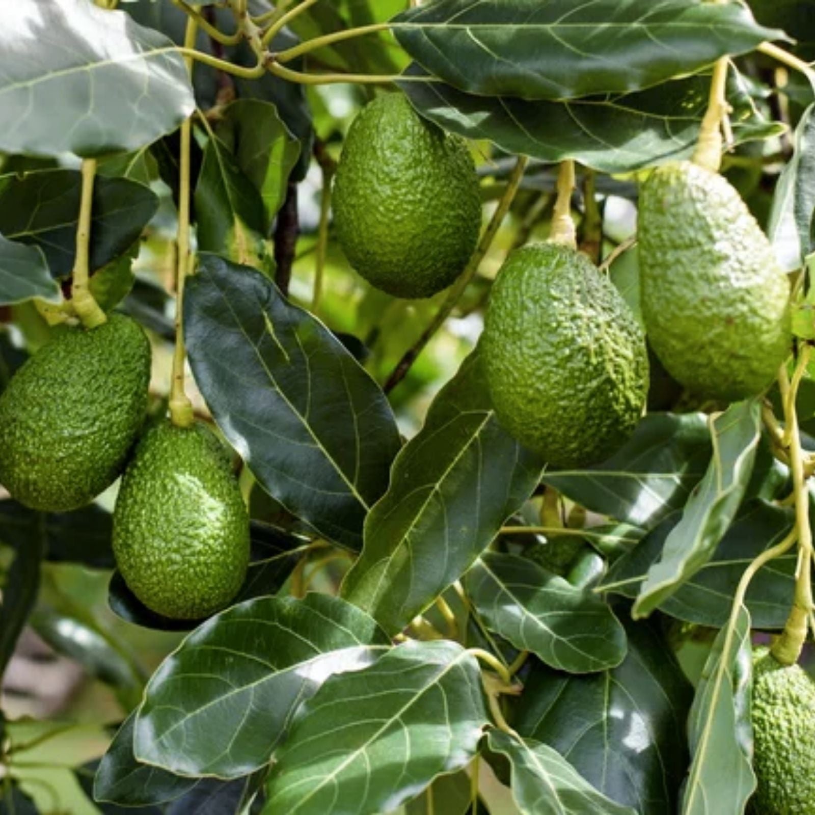 Fresh Avocado Scions Cuttings 5 Pack Hass Variety Persea americana Grown in Fallbrook Fast Shipping