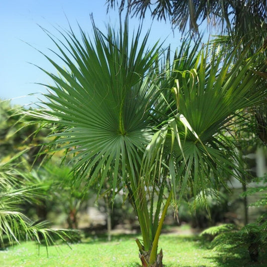 Set of 5 Dwarf Palmetto Plants Sabal Minor Live Cold Hardy Drought Tolerant Southern Palmetto Zone 7-10