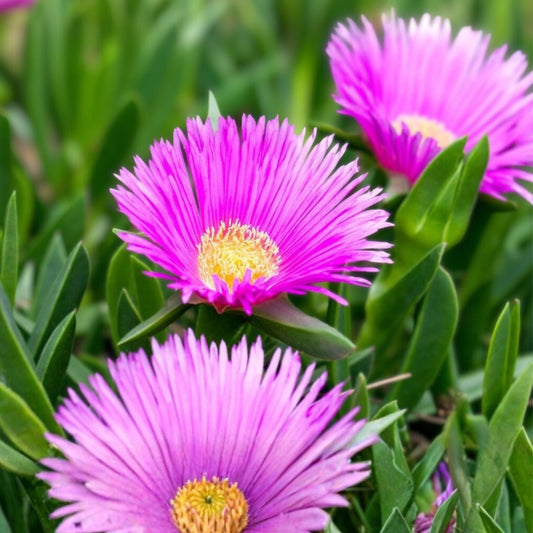Magenta Ice Plant Cuttings Delosperma cooperi Hardy Ground Cover Succulent for Gardens Landscaping 10x