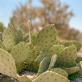Prickly Pear Cactus Cutting Opuntia Succulent Plant 1 Fresh Pad Garden Houseplant Live Plant